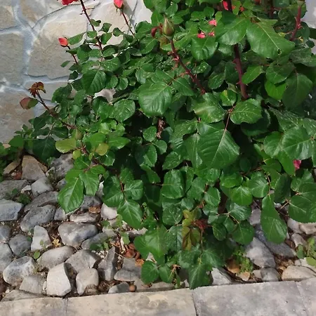 One-bedroom With Terrace And Sea View A1 *